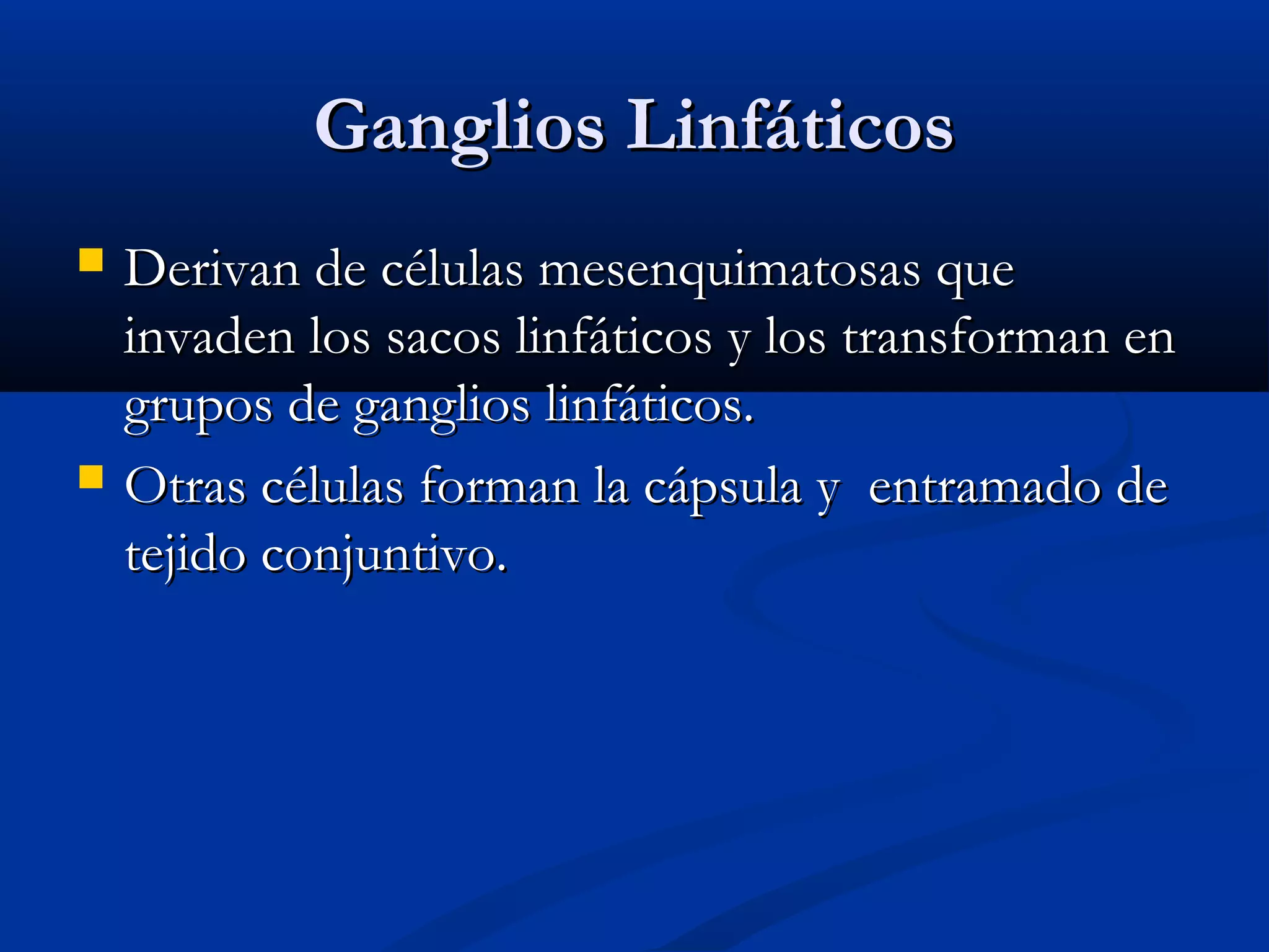 GGaanngglliiooss LLiinnffááttiiccooss 
 DDeerriivvaann ddee ccéélluullaass mmeesseennqquuiimmaattoossaass qquuee 
iinnvvaaddeenn llooss ssaaccooss lliinnffááttiiccooss yy llooss ttrraannssffoorrmmaann eenn 
ggrruuppooss ddee ggaanngglliiooss lliinnffááttiiccooss.. 
 OOttrraass ccéélluullaass ffoorrmmaann llaa ccááppssuullaa yy eennttrraammaaddoo ddee 
tteejjiiddoo ccoonnjjuunnttiivvoo.. 
 