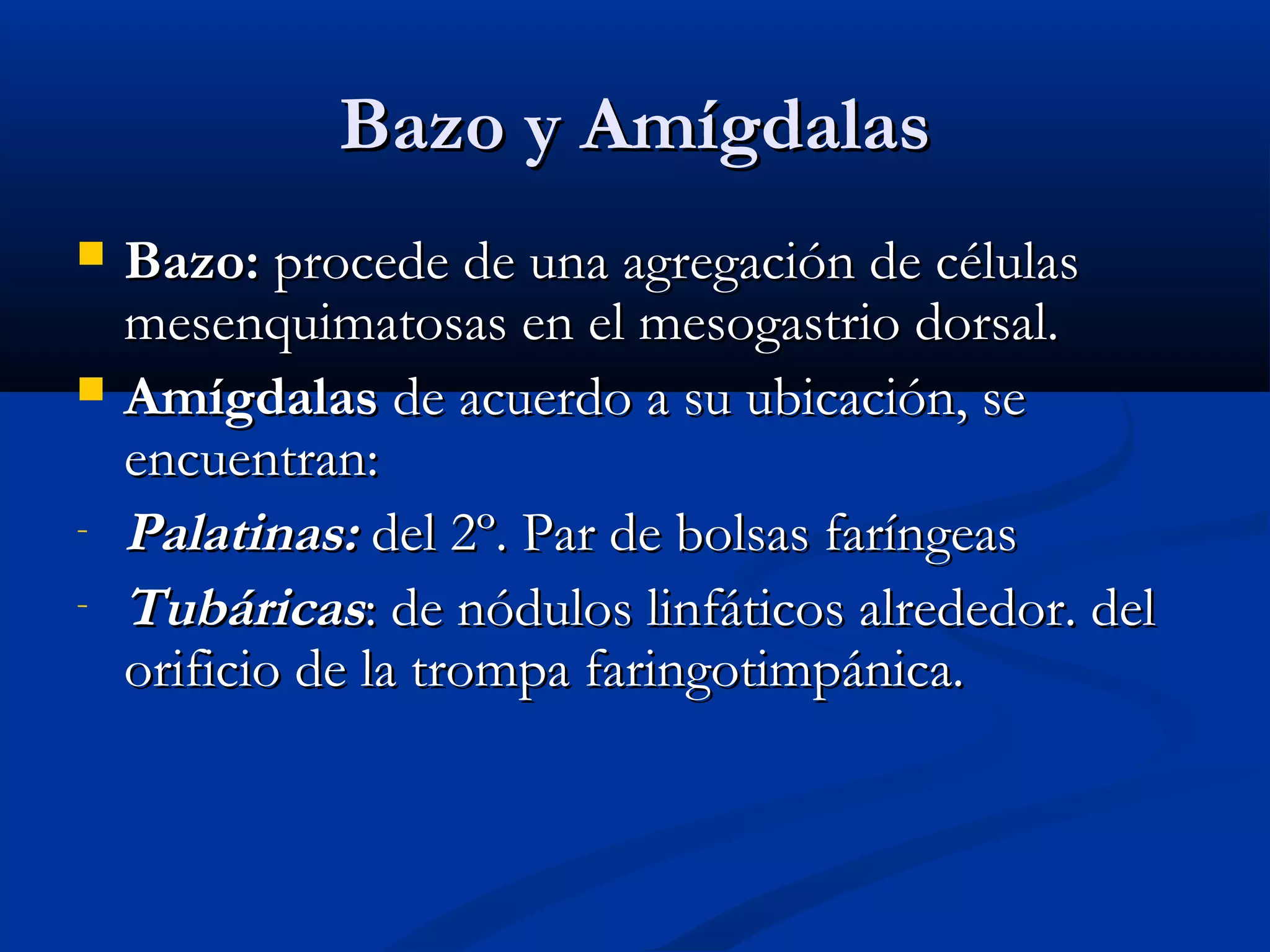 BBaazzoo yy AAmmííggddaallaass 
 BBaazzoo:: pprroocceeddee ddee uunnaa aaggrreeggaacciióónn ddee ccéélluullaass 
mmeesseennqquuiimmaattoossaass eenn eell mmeessooggaassttrriioo ddoorrssaall.. 
 AAmmííggddaallaass ddee aaccuueerrddoo aa ssuu uubbiiccaacciióónn,, ssee 
eennccuueennttrraann:: 
- PPaallaattiinnaass:: ddeell 22º.. PPaarr ddee bboollssaass ffaarríínnggeeaass 
- TTuubbáárriiccaass:: ddee nnóódduullooss lliinnffááttiiccooss aallrreeddeeddoorr.. ddeell 
oorriiffiicciioo ddee llaa ttrroommppaa ffaarriinnggoottiimmppáánniiccaa.. 
 