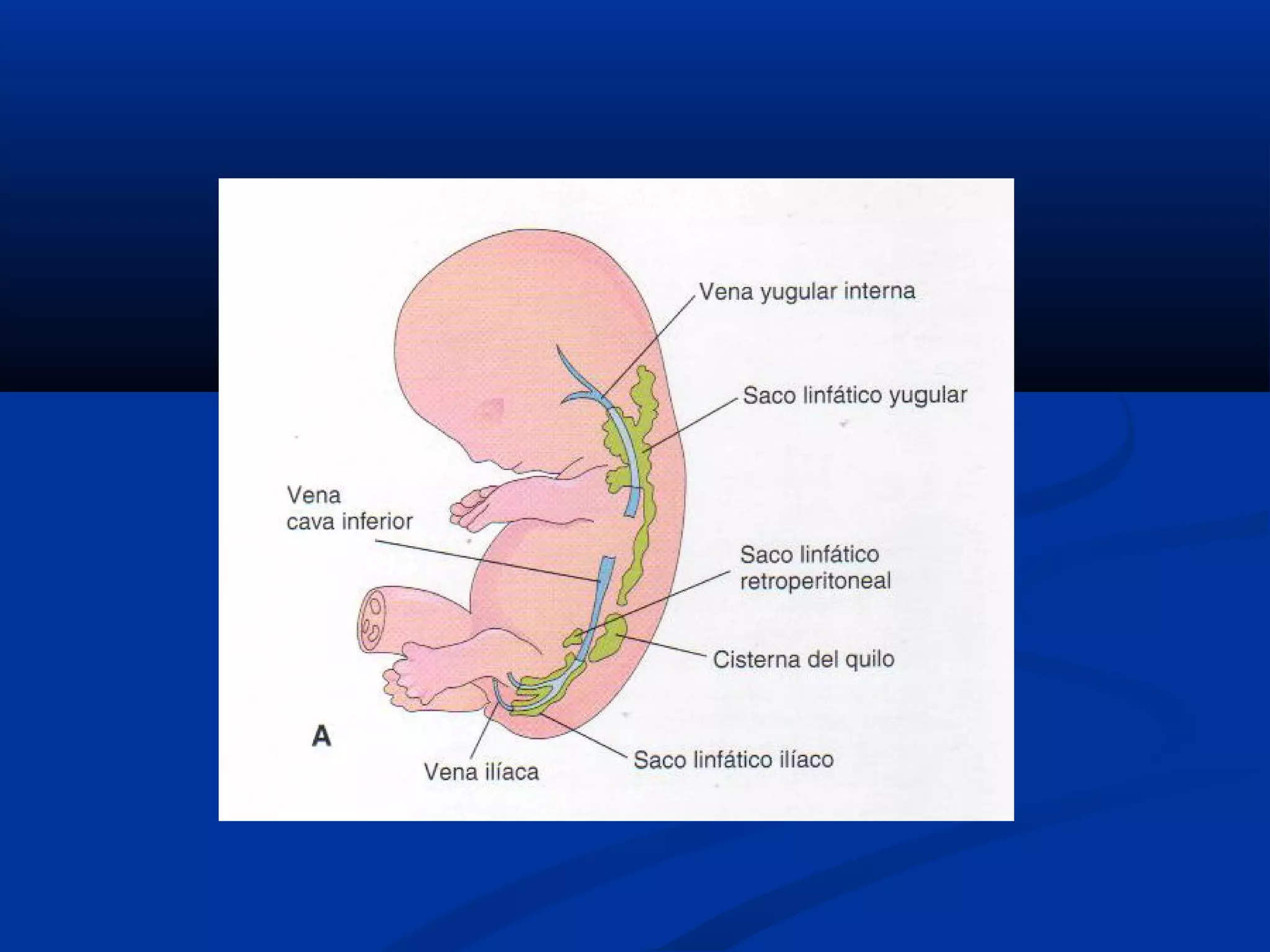 Desarrollo de sistema linfático