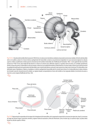 Labios Rombicos Desarrollo del sistema nervioso | PDF