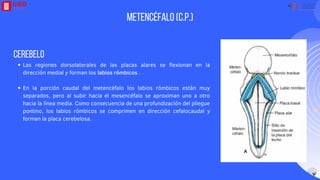 Labios Rombicos Desarrollo del sistema nervioso .pdf para poder estudiar sobre los ...