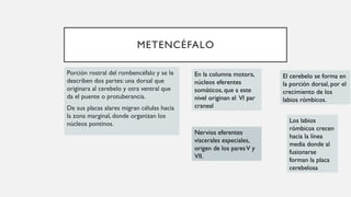 Labios Rombicos DESARROLLO DEL SISTEMA NERVIOSO EMRIOLOGIA.pptx