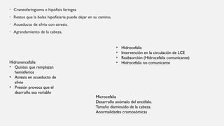 DESARROLLO DEL SISTEMA NERVIOSO EMRIOLOGIA.pptx