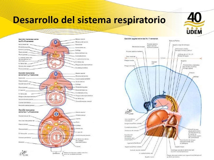 Desarrollo Del Sistema Respiratorio