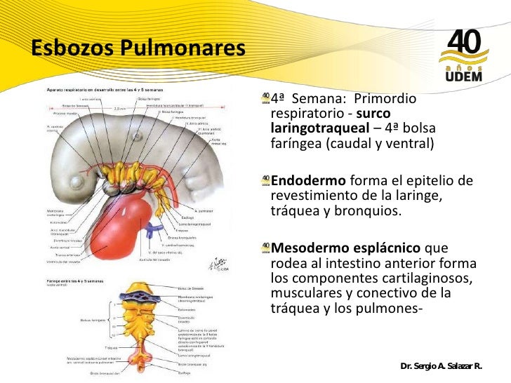 Desarrollo Del Sistema Respiratorio