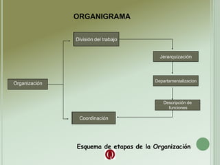 Organización
División del trabajo
Coordinación
Jerarquización
Departamentalizacion
Descripción de
funciones
Esquema de etapas de la Organización
División del trabajo
Coordinación
ORGANIGRAMA
 