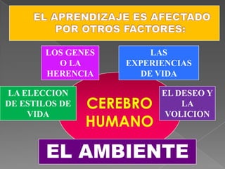 3. ELABORACIÓNEl  cerebro procesa los estímulos  eléctricos      y establece  las conexiones neuronales.
