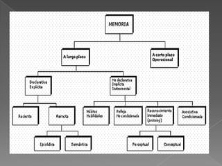 La memoria.