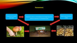 Planteamiento
Reducción de costos y su comercialización de los hongos secos en las
cadenas de Supermaxi y mi comisariatos del país
Difusión masiva del producto
a ofertar
Promocionar por la principales
redes sociales
 