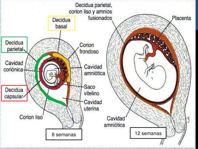 Estructura Y Funcion De La Placenta