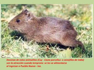 Docenas de estos animalitos (Cuy -Cavia porcellus- o conejillos de india)
son la atracción cuando temprano se les ve alimentarse
al ingresar a Pueblo Nuevo - Ica.
 