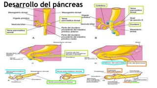 Desarrollo del páncreas
 