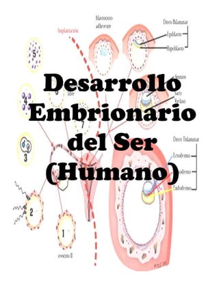 Desarrollo
Embrionario
del Ser
(Humano)
 