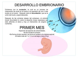 DESARROLLO EMBRIONARIO
Comienza con la ovulación, la cual es un proceso de
maduración de óvulo en el ovario o la expulsión de uno o más
óvulos en el ovario. Después viene la fecundación, que es la
unión del óvulo y espermatozoide.
Después de las primeras etapas del embarazo, el embrión
(óvulo fecundado) lo cubre la placenta (masa esponjosa que
está adherida al útero) y hay un intercambio de oxígeno y
nutrientes.
PRIMER MES
•Aparición de botones de extremidades.
•Al día 25 late el corazón.
•Se forma el tubo neutral y se forma el cerebro y la médula espinal.
•El bebé mide de 1 a 1,5 cm de largo y pesa 30 gr.
 