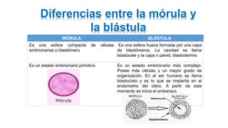 Diferencias entre la mórula y
la blástula
MÓRULA BLÁSTULA
Es una esfera compacta de células
embrionarias o blastómero
Es una esfera hueca formada por una capa
de blastómeros. La cavidad se llama
blastocele y la capa o pared, blastodermis
Es un estado embrionario primitivo. Es un estado embrionario más complejo.
Posee más células y un mayor grado de
organización. En el ser humano se llama
blastocisto y es lo que se implanta en el
endometrio del útero. A partir de este
momento se inicia el embarazo.
 