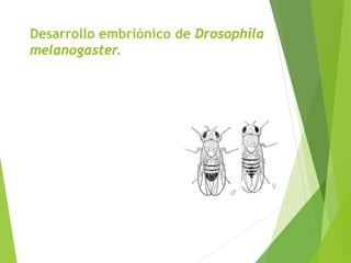 Desarrollo embriónico de Drosophila
melanogaster.
 