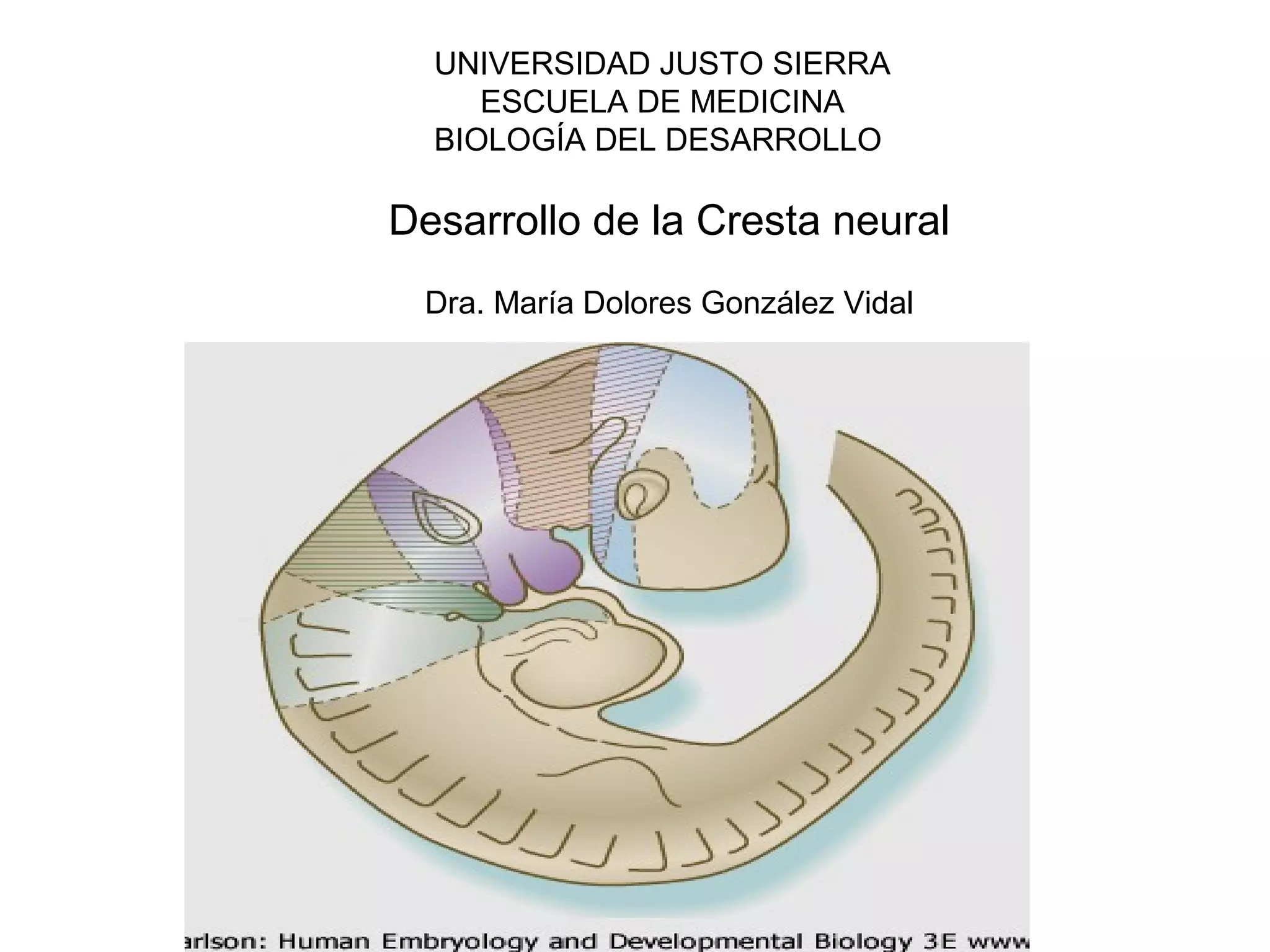 Desarrollo embriologico de la cresta neural | PPT | Brain and Nervous