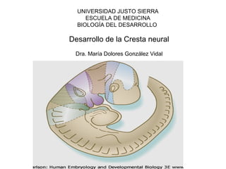 UNIVERSIDAD JUSTO SIERRA 
ESCUELA DE MEDICINA 
BIOLOGÍA DEL DESARROLLO 
Desarrollo de la Cresta neural 
Dra. María Dolores González Vidal 
 