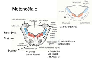 Labios Rombicos Desarrollo embriologico del sistema nervioso central | PPT