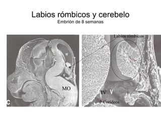 Labios Rombicos Desarrollo embriologico del sistema nervioso central | PPT