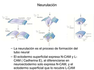 Neuroectodermo Desarrollo embriologico del sistema nervioso central | PPT