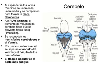 Labios Rombicos Desarrollo embriologico del sistema nervioso central | PPT