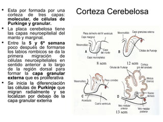 Labios Rombicos Desarrollo embriologico del sistema nervioso central | PPT