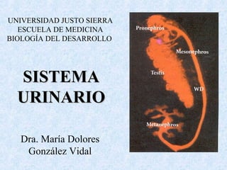 UNIVERSIDAD JUSTO SIERRA 
ESCUELA DE MEDICINA 
BIOLOGÍA DEL DESARROLLO 
SSIISSTTEEMMAA 
UURRIINNAARRIIOO 
Dra. María Dolores 
González Vidal 
 