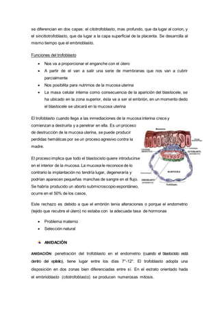 se diferencian en dos capas: el citotrofoblasto, mas profundo, que da lugar al corion, y
el sincitiotrofoblasto, que da lugar a la capa superficial de la placenta. Se desarrolla al
mismo tiempo que el embrioblasto.
Funciones del trofoblasto
 Nos va a proporcionar el enganche con el útero
 A partir de el van a salir una serie de membranas que nos van a cubrir
parcialmente
 Nos posibilita para nutrirnos de la mucosa uterina
 La masa celular interna como consecuencia de la aparición del blastocele, se
ha ubicado en la zona superior, ésta va a ser el embrión, en un momento dedo
el blastocele se ubicará en la mucosa uterina
El trofoblasto cuando llega a las inmediaciones de la mucosa interina crece y
comienzan a destruirla y a penetrar en ella. Es un proceso
de destrucción de la mucosa uterina, se puede producir
perdidas hemáticas por se un proceso agresivo contra la
madre.
El proceso implica que todo el blastocisto quiere introducirse
en el interior de la mucosa. La mucosa le reconoce de lo
contrario la implantación no tendría lugar, degeneraría y
podrían aparecen pequeñas manchas de sangre en el flujo.
Se habría producido un aborto submicroscopio espontáneo,
ocurre en el 50% de los casos.
Este rechazo es debido a que el embrión tenía alteraciones o porque el endometrio
(tejido que recubre el útero) no estaba con la adecuada tasa de hormonas
 Problema materno
 Selección natural
ANIDACIÓN
ANIDACIÓN: penetración del trofoblasto en el endometrio (cuando el blastocisto está
dentro del epitelio), tiene lugar entre los días 7°-12°. El trofoblasto adopta una
disposición en dos zonas bien diferenciadas entre sí. En el estrato orientado hada
el embrioblasto (citotrofoblasto) se producen numerosas mitosis.
 