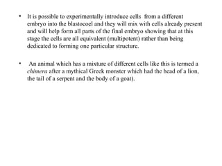 • It is possible to experimentally introduce cells from a different
embryo into the blastocoel and they will mix with cells already present
and will help form all parts of the final embryo showing that at this
stage the cells are all equivalent (multipotent) rather than being
dedicated to forming one particular structure.
• An animal which has a mixture of different cells like this is termed a
chimera after a mythical Greek monster which had the head of a lion,
the tail of a serpent and the body of a goat).
 