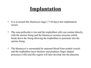 Implantation
• It is at around this blastocyst stage ( 7-10 days) that implantation
occurs.
• The zona pellucida is lost and the trophoblast cells can contact directly
with the uterine lining and the blastocyst secretes enzymes which
break down the lining allowing the trophoblast to penetrate into the
uterine lining .
• The blastocyst is surrounded by maternal blood from eroded vessels
and the trophoblast layer thickens and produces finger shaped
processes (villi) and this region will later develop into the placenta.
 