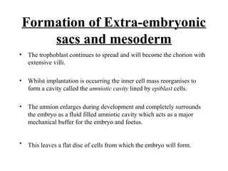 Formation of Extra-embryonic
sacs and mesoderm
• The trophoblast continues to spread and will become the chorion with
extensive villi.
• Whilst implantation is occurring the inner cell mass reorganises to
form a cavity called the amniotic cavity lined by epiblast cells.
• The amnion enlarges during development and completely surrounds
the embryo as a fluid filled amniotic cavity which acts as a major
mechanical buffer for the embryo and foetus.
• This leaves a flat disc of cells from which the embryo will form.
 