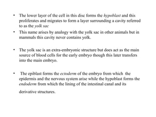 • The lower layer of the cell in this disc forms the hypoblast and this
proliferates and migrates to form a layer surrounding a cavity referred
to as the yolk sac
• This name arises by analogy with the yolk sac in other animals but in
mammals this cavity never contains yolk.
• The yolk sac is an extra-embryonic structure but does act as the main
source of blood cells for the early embryo though this later transfers
into the main embryo.
• The epiblast forms the ectoderm of the embryo from which the
epidermis and the nervous system arise while the hypoblast forms the
endoderm from which the lining of the intestinal canal and its
derivative structures.
 