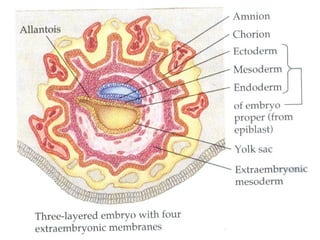 Desarrollo embrionario