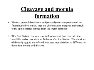 Cleavage and morula
formation
• The two pronuclei (maternal and paternal) remain separate until the
first mitotic division and then the chromosomes merge as they attach
to the spindle fibres formed from the sperm centriole.
• This first division is much later in development than equivalent in
amphibia and occurs at about 36 hours after fertilisation. The divisions
of the early zygote are referred to as cleavage divisions to differentiate
them from normal cell division.
 