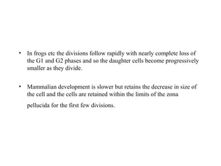 • In frogs etc the divisions follow rapidly with nearly complete loss of
the G1 and G2 phases and so the daughter cells become progressively
smaller as they divide.
• Mammalian development is slower but retains the decrease in size of
the cell and the cells are retained within the limits of the zona
pellucida for the first few divisions.
 