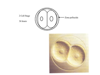Zona pellucida
2 Cell Stage
36 hours
 