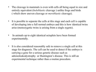• The cleavage in mammals is even with cells all being equal in size and
entirely equivalent (holoblastic cleavage ) unlike frogs and birds
( which show uneven cleavage or meroblastic cleavage).
• It is possible to separate the cells at this stage and each cell is capable
of developing into a full normal embryo and this is how identical twins
arise (monozygotic twins ie arising from a single zygote).
• In animals up to eight identical octuplets have been formed
experimentally.
• It is also considered reasonably safe to remove a single cell at this
stage for diagnosis. The cell can be used to detect if the embryo is
carrying a gene for a serious genetic disease such as
adrenoleukodystrophy or Huntington’s disease. This is still an
experimental technique rather than a routine procedure.
 