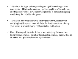• The cells at the eight cell stage undergo a significant change called
compaction . This involves not only a closer packing of the cells but
also the production of new membrane proteins of the cadherin group
which keep the cells linked together.
• The sixteen cell stage resembles a berry (blackberry, raspberry or
mulberry) and is termed a morula from the Latin name for mulberry.
This occurs at around 3 days (72 hours) after fertilisation.
• Up to this stage all the cells divide at approximately the same time
(synchronous division) but after this stage the divisions become less co-
ordinated and gradually become asynchronous.
 
