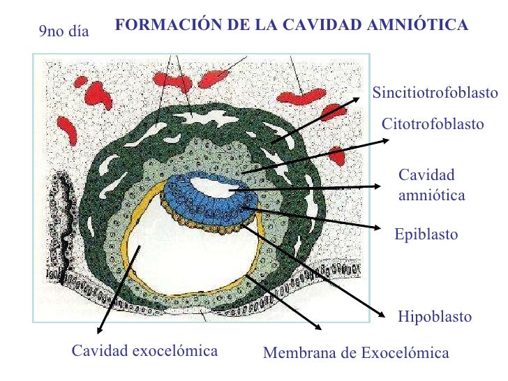 Resultado de imagen para CITOTROFOBLASTO