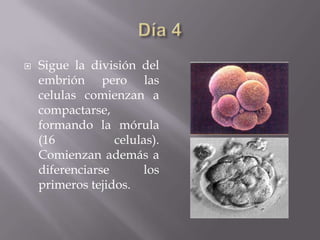    Sigue la división del
    embrión pero las
    celulas comienzan a
    compactarse,
    formando la mórula
    (16           celulas).
    Comienzan además a
    diferenciarse      los
    primeros tejidos.
 