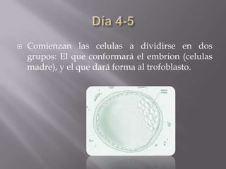    Comienzan las celulas a dividirse en dos
    grupos: El que conformará el embrion (celulas
    madre), y el que dará forma al trofoblasto.
 