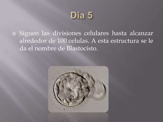    Siguen las divisiones celulares hasta alcanzar
    alrededor de 100 celulas. A esta estructura se le
    da el nombre de Blastocisto.
 