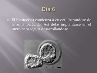    El blastocisto comienza a crecer liberandose de
    la zona pelúcida. Así debe implantarse en el
    útero para seguir desarrollandose.
 