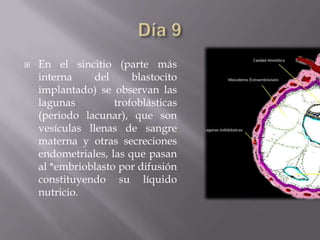    En el sincitio (parte más
    interna     del     blastocito
    implantado) se observan las
    lagunas         trofoblásticas
    (periodo lacunar), que son
    vesículas llenas de sangre
    materna y otras secreciones
    endometriales, las que pasan
    al *embrioblasto por difusión
    constituyendo su líquido
    nutricio.
 