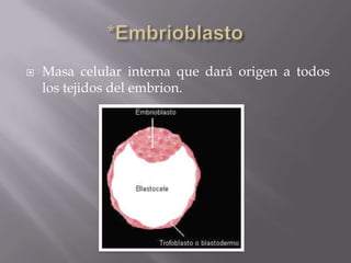    Masa celular interna que dará origen a todos
    los tejidos del embrion.
 