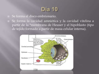    Se forma el disco embrionario.
   Se forma la cavidad amniótica y la cavidad vitelina a
    partir de la *membrana de Heuser y el hipoblasto (tipo
    de tejido formado a partir de masa celular interna).
 