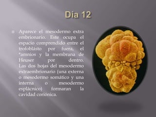    Aparece el mesodermo extra
    embrionario. Este ocupa el
    espacio comprendido entre el
    trofoblásto por fuera, el
    *amnios y la membrana de
    Heuser        por     dentro.
    Las dos hojas del mesodermo
    extraembrionario (una externa
    o mesodermo somático y una
    interna     o      mesodermo
    esplácnico)    formaran     la
    cavidad coriónica.
 