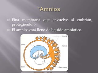    Fina membrana que envuelve al embrión,
    protegiendolo.
   El amnios está lleno de liquido amniotico.
 