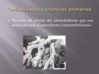    Division de celulas del citotrofoblasto que son
    inducidas por el mesodermo extraembrionario.
 
